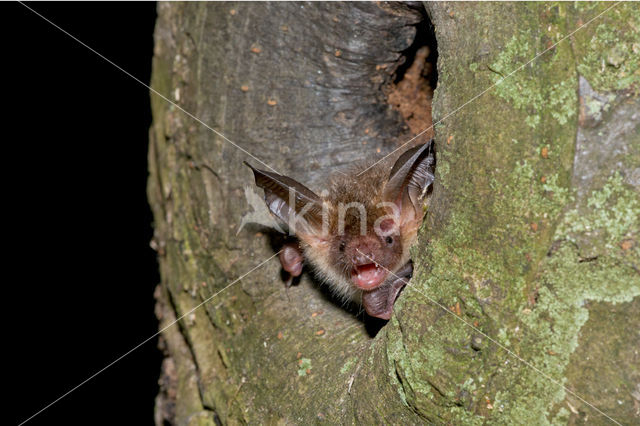 Bechstein's Bat (Myotis bechsteinii)