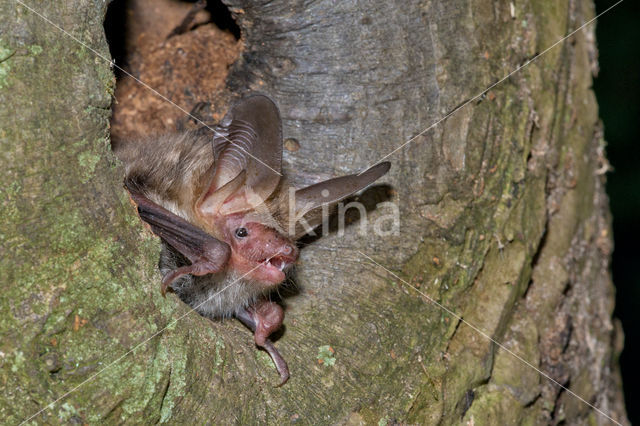 Bechstein's Bat (Myotis bechsteinii)