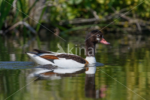 Shelduck (Tadorna tadorna)