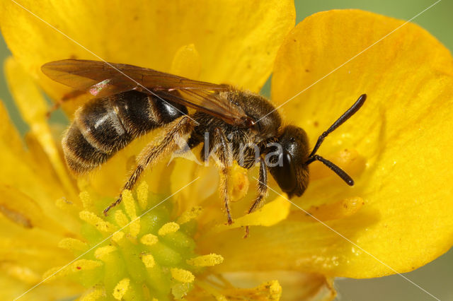 Berijpte geurgroefbij (Lasioglossum albipes)