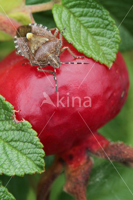 Sloe bug (Dolycoris baccarum)