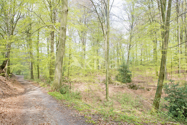 Beuk (Fagus sylvatica)