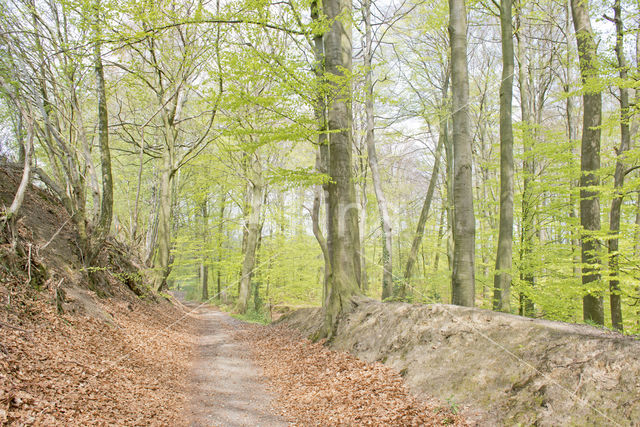 Beech (Fagus sylvatica)