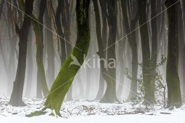 Beuk (Fagus sylvatica)