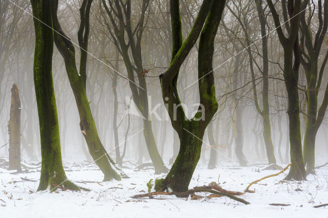 Beuk (Fagus sylvatica)