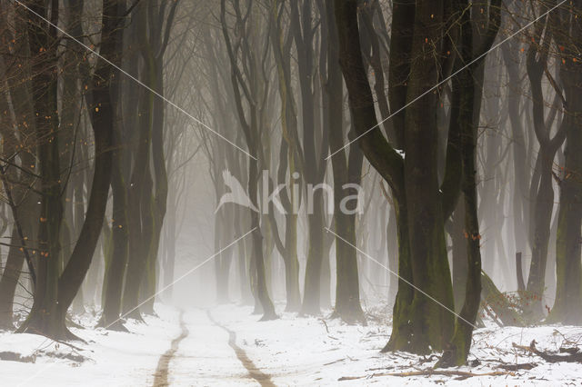 Beech (Fagus sylvatica)