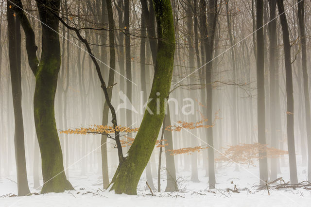Beech (Fagus sylvatica)