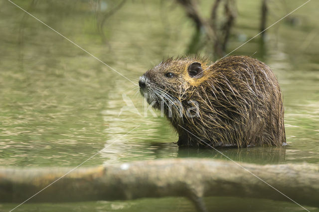 Beverrat (Myocastor coypus)