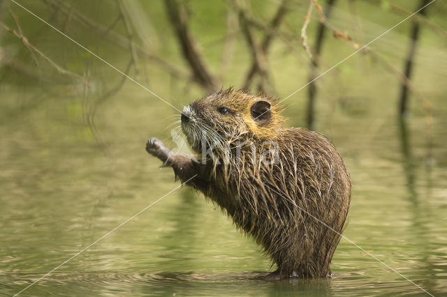 Beverrat (Myocastor coypus)