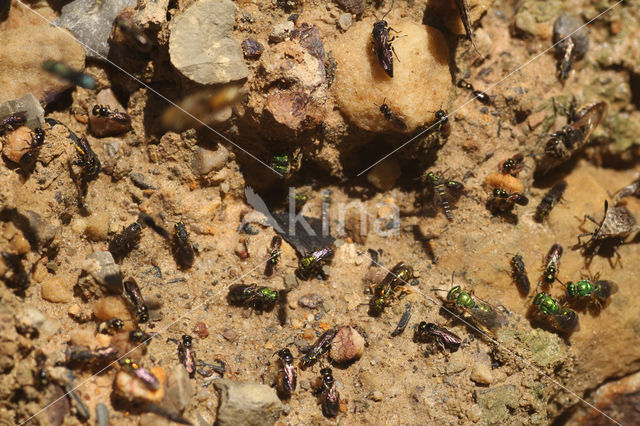 Bij (Apidae sp.)