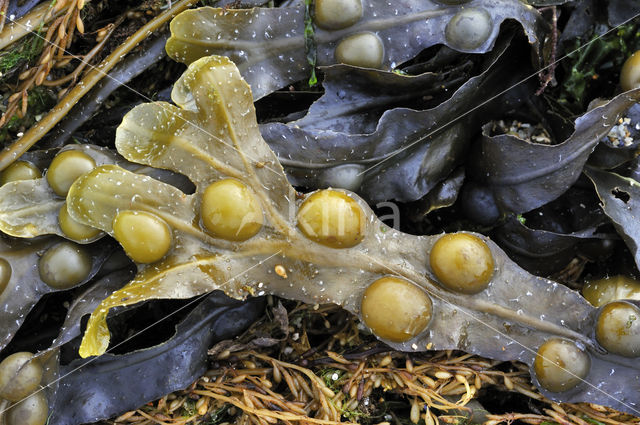 Blaaswier (Fucus vesiculosus)