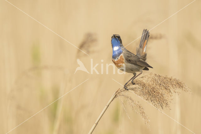 Blauwborst (Luscinia svecica)