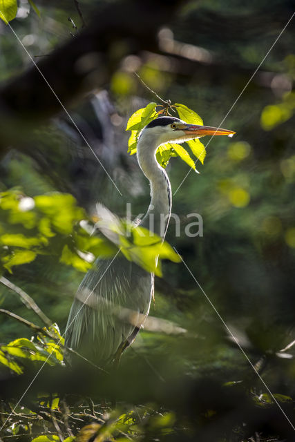 Grey Heron (Ardea cinerea)