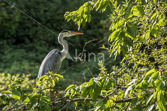 Grey Heron (Ardea cinerea)