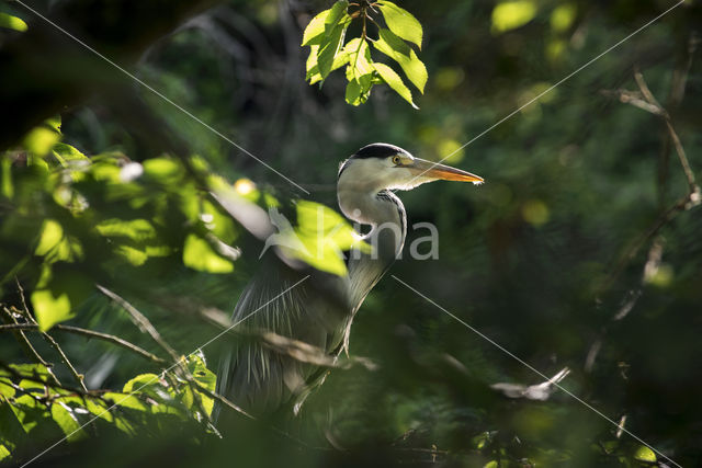 Grey Heron (Ardea cinerea)