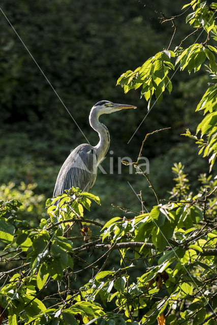 Grey Heron (Ardea cinerea)