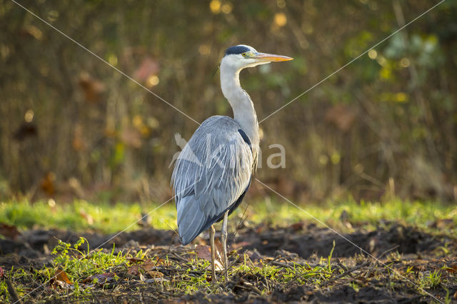 Grey Heron (Ardea cinerea)