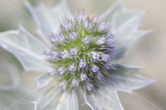 Blauwe zeedistel (Eryngium maritimum)