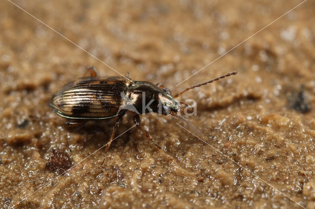 Bleek Venpriempje (Bembidion semipunctatum)