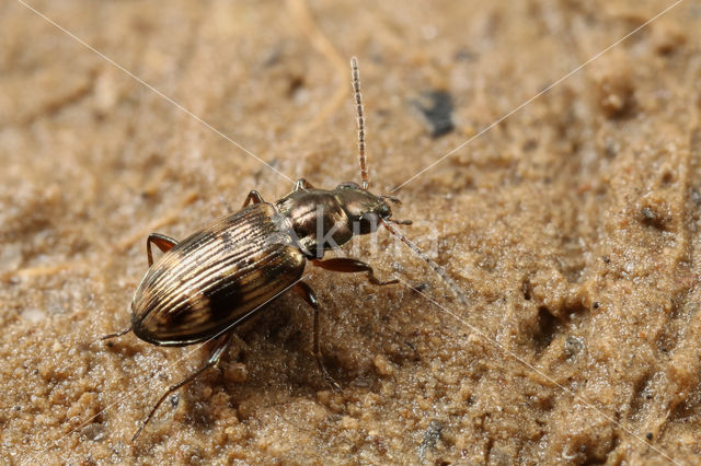 Bleek Venpriempje (Bembidion semipunctatum)