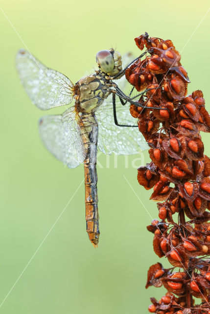 Bloedrode heidelibel (Sympetrum sanguineum)