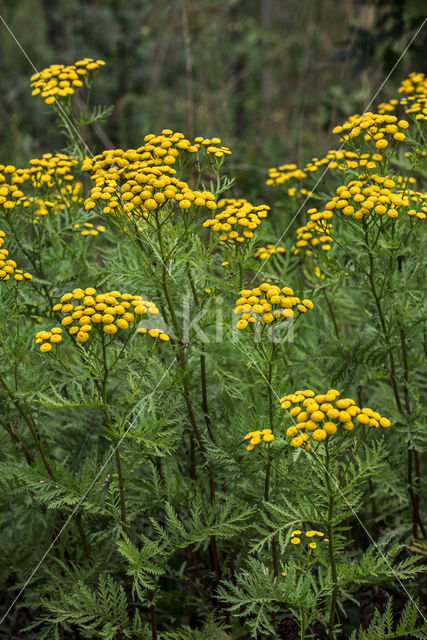 Boerenwormkruid (Tanacetum vulgare)