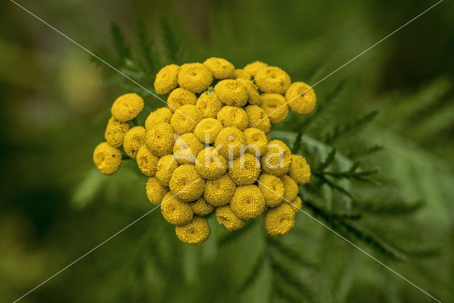 Tansy (Tanacetum vulgare)