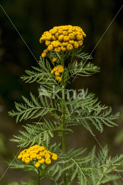 Tansy (Tanacetum vulgare)