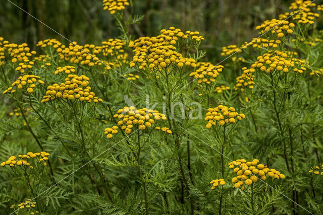 Tansy (Tanacetum vulgare)