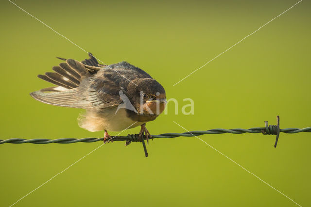 Barn Swallow (Hirundo rustica)