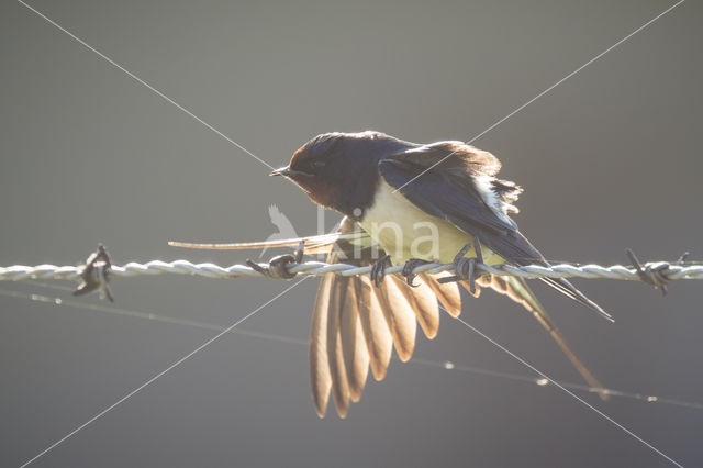 Boerenzwaluw (Hirundo rustica)