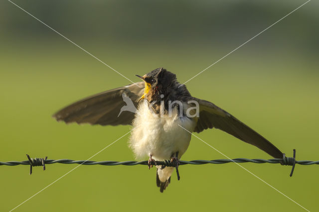 Boerenzwaluw (Hirundo rustica)