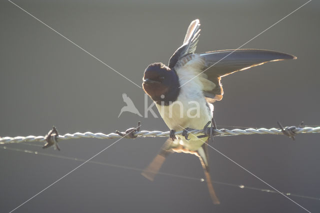 Barn Swallow (Hirundo rustica)