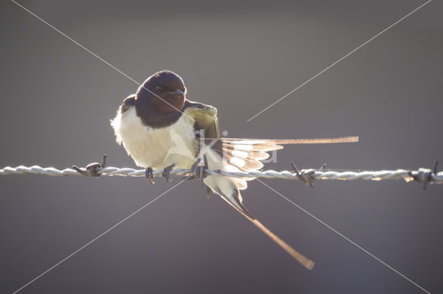 Boerenzwaluw (Hirundo rustica)