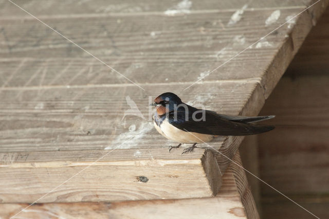 Boerenzwaluw (Hirundo rustica)