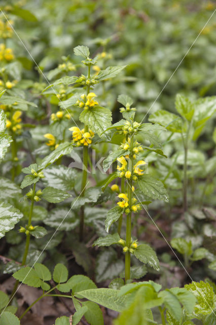 Yellow Archangel (Lamiastrum galeobdolon cv. 'Florentinum')