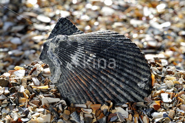 Variegated Scallop (Mimachlamys varia