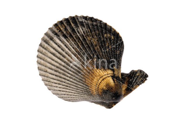 Variegated Scallop (Mimachlamys varia