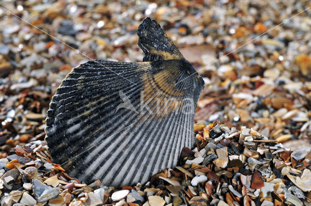 Variegated Scallop (Mimachlamys varia