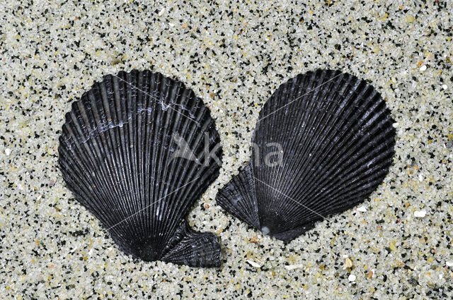 Variegated Scallop (Mimachlamys varia