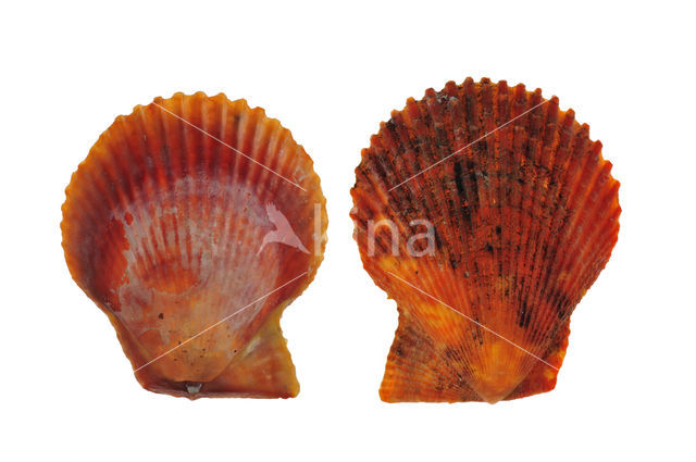 Variegated Scallop (Mimachlamys varia