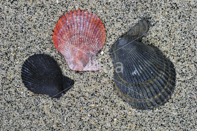 Variegated Scallop (Mimachlamys varia