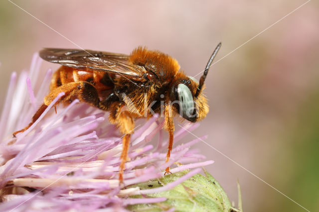 Cleptoparasitic Bee (Epeoloides coecutiens)
