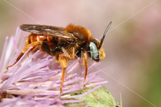 Bonte viltbij (Epeoloides coecutiens)