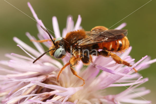 Cleptoparasitic Bee (Epeoloides coecutiens)