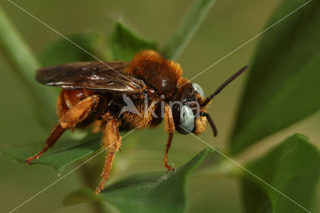 Cleptoparasitic Bee (Epeoloides coecutiens)