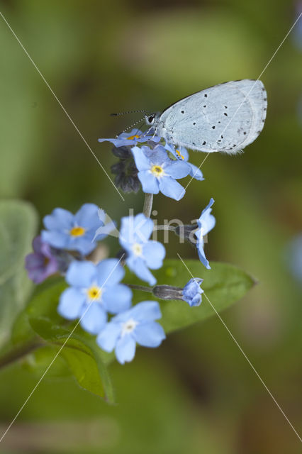 Boomblauwtje (Celastrina argiolus)