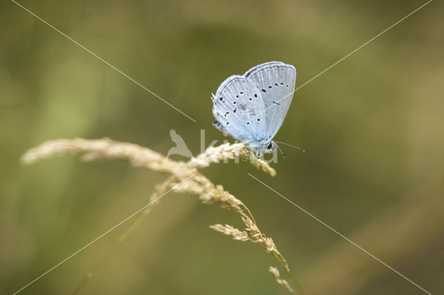 Holly Blue (Celastrina argiolus)