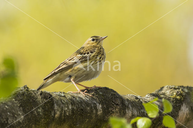 Tree Pipit (Anthus trivialis)