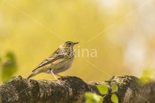 Tree Pipit (Anthus trivialis)